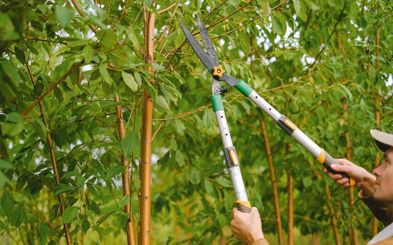 Tree trimming in Altamont, IL