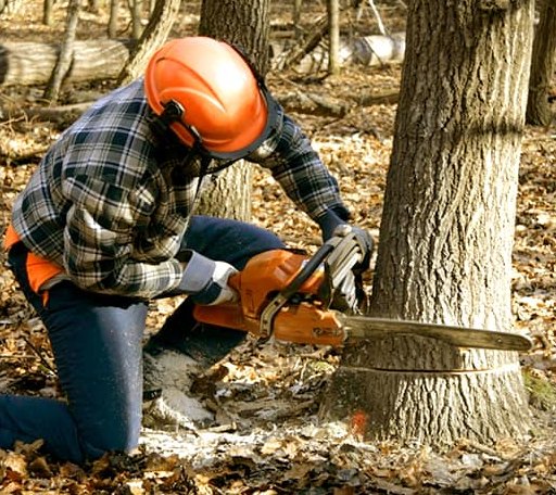 Tree Removal in Altamont, IL